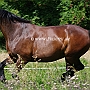 Thueringer_Reitpferd_58_ (6)